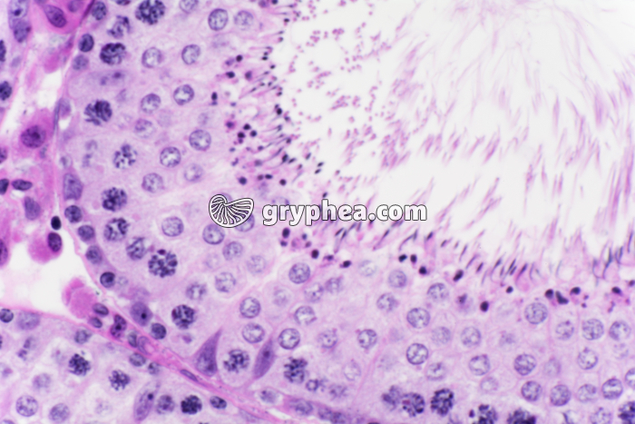 Testicule de Cobaye x200 - gryphea.com